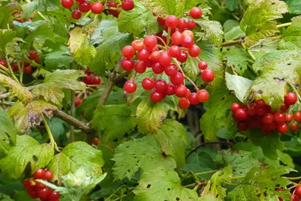 Fall berries at Giverny